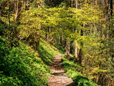 Tree nature forest path Photo