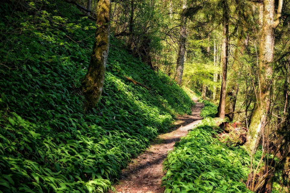 Albero natura foresta sentiero