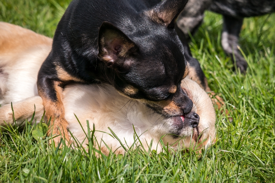 Jouer doux chiot chien