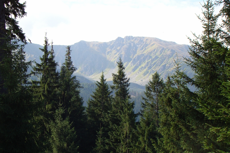 Paesaggio albero foresta natura selvaggia
