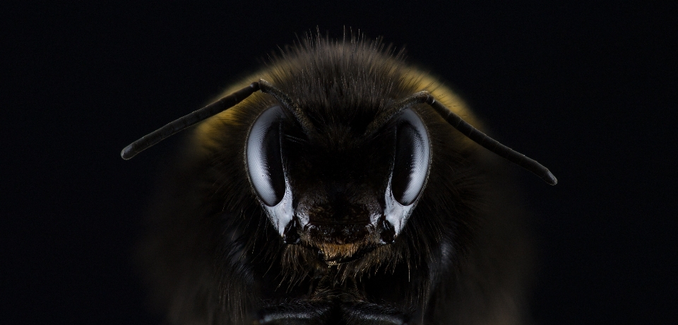 Photography insect macro darkness