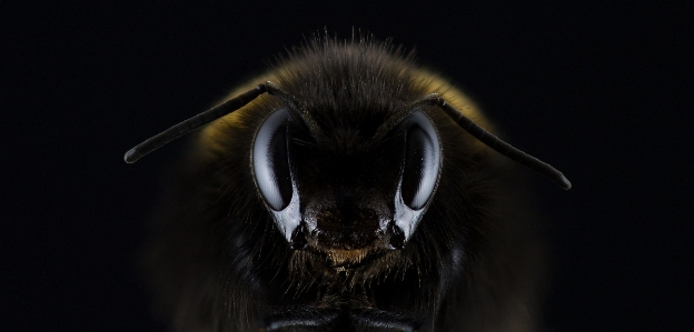 Photography insect macro darkness Photo