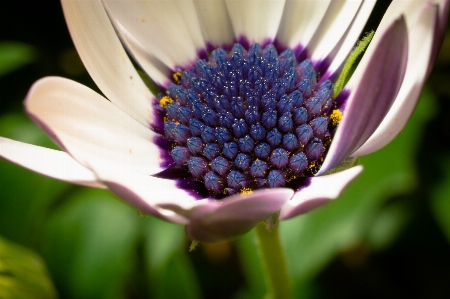 Nature blossom plant photography Photo