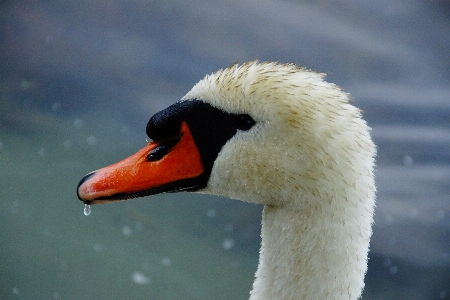 Foto água natureza pássaro asa