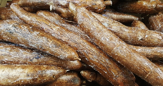 皿 食べ物 収穫 生産 写真