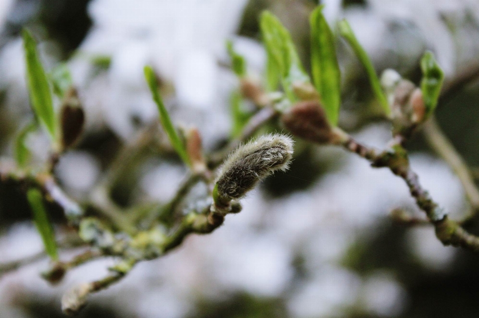 Drzewo natura oddział kwitnąć