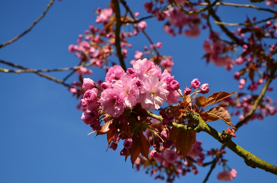 Albero natura ramo fiore