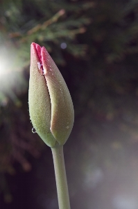 Plant photography leaf flower Photo