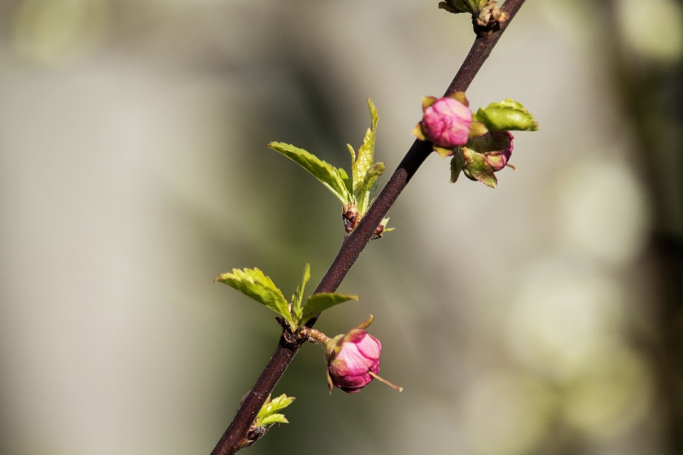 Baum natur zweig blüte