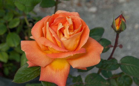 Plant flower petal rose Photo