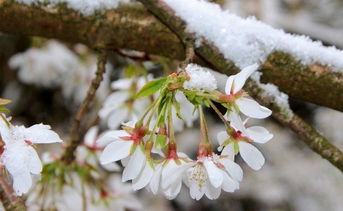 Tree nature branch blossom Photo