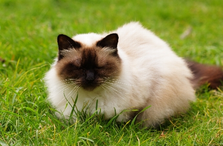 Foto Erba capelli animale carino