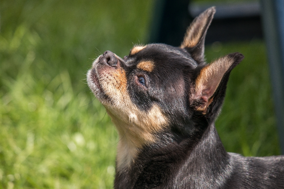 Doce cachorro animal bonitinho