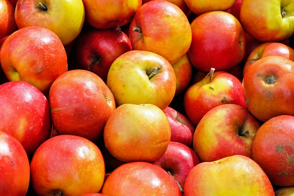 Apple 植物 水果 食物