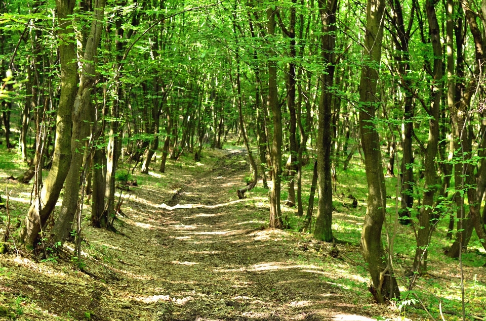 Baum natur wald zweig