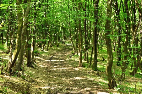 Foto Albero natura foresta ramo