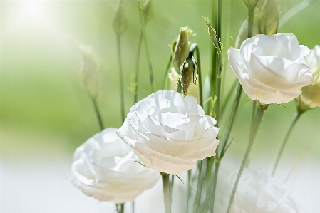 Blossom plant white sweet Photo