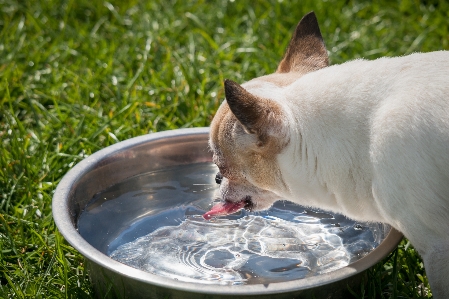 Foto Acqua dolce fiore cane