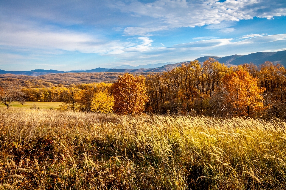 Paesaggio albero natura foresta