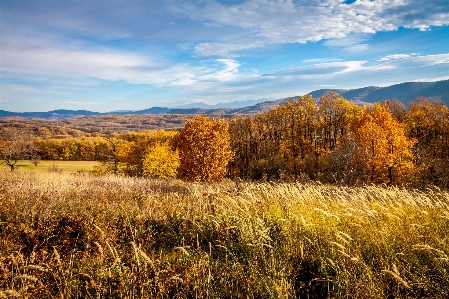 Landscape tree nature forest Photo