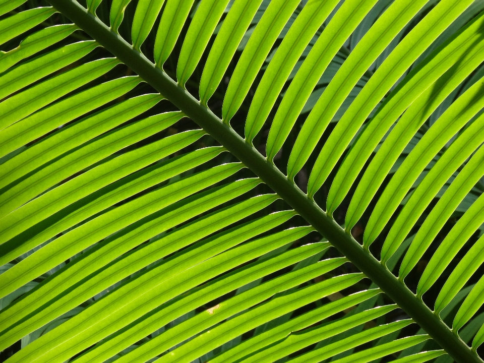 Grass branch plant leaf