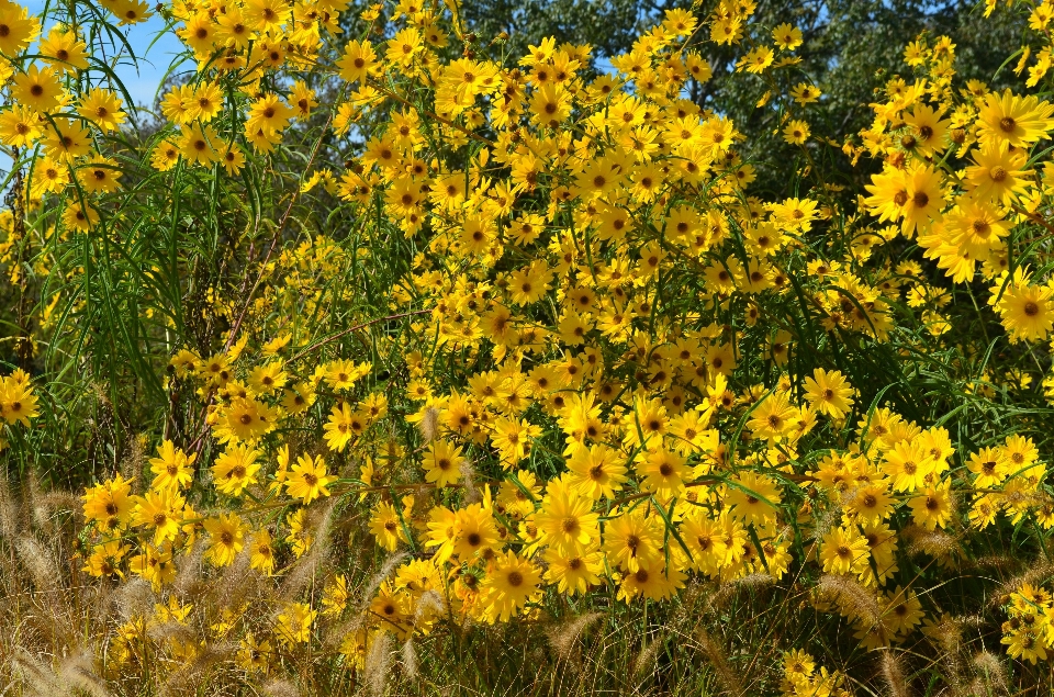 景观 树 开花 生长