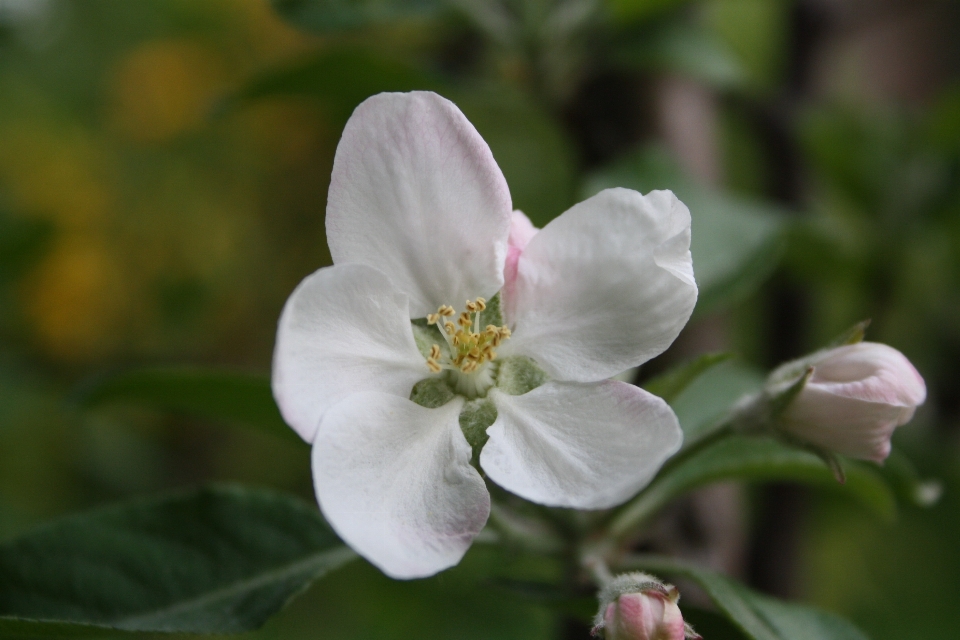 Apple natur blüte anlage