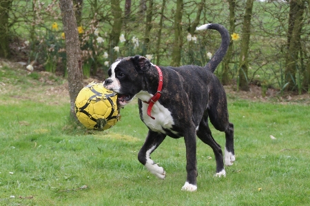 Foto Bianco e nero
 giocare correre cane