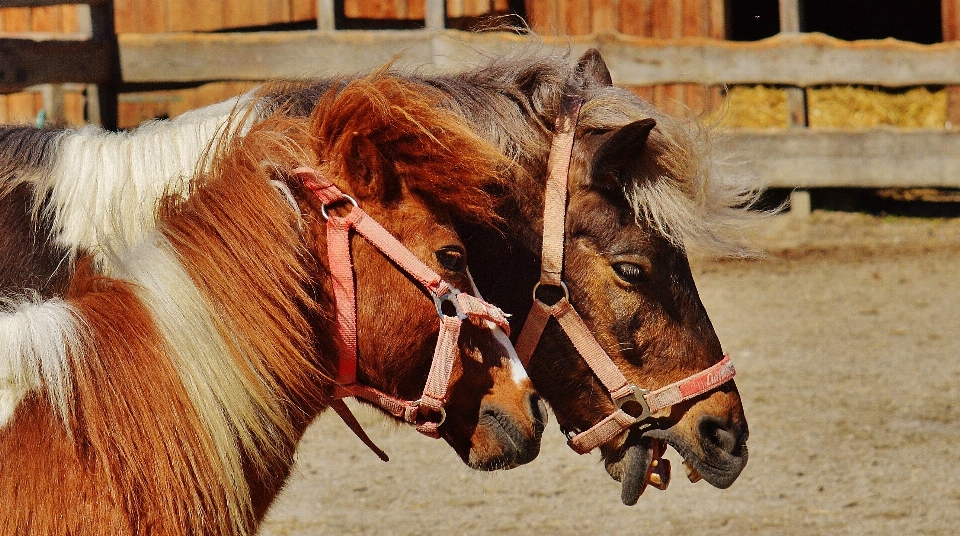 Nature jouer animal mignon