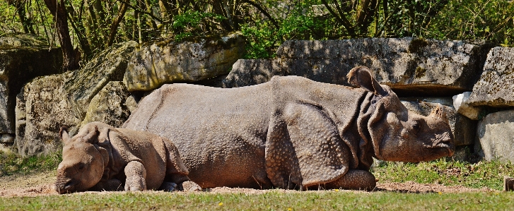 Nature adventure animal recreation Photo