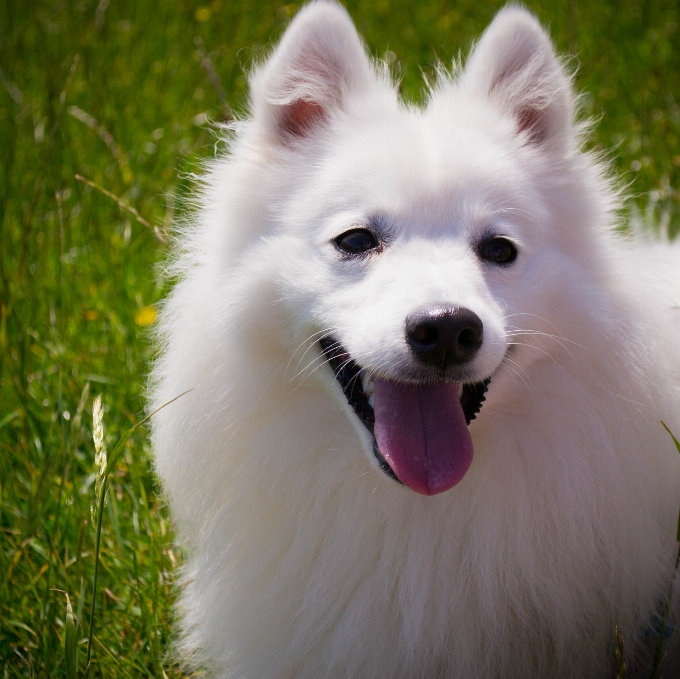 Hair white puppy dog