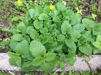 植物 花 绿色的 草本植物 照片