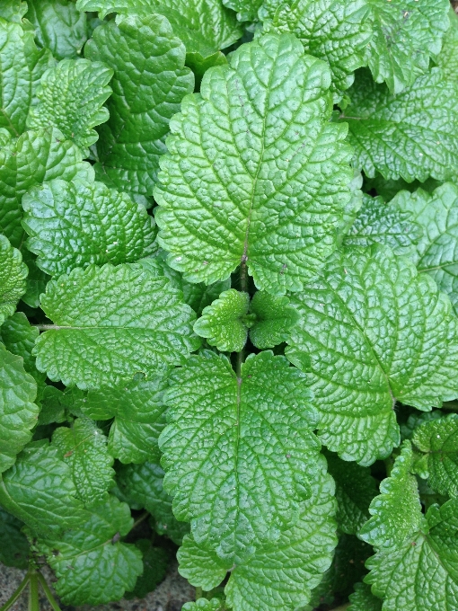 Grass plant leaf flower