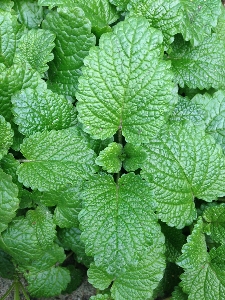 Grass plant leaf flower Photo