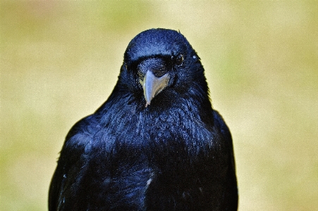 鳥 羽 動物 飛ぶ 写真