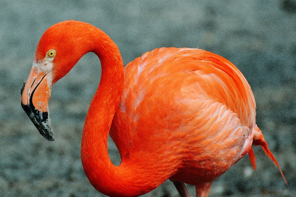 Pájaro fauna silvestre rojo pico