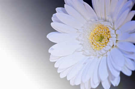 Blossom plant white flower Photo