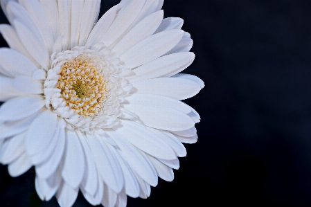 Foto Fiore bianco e nero
 pianta