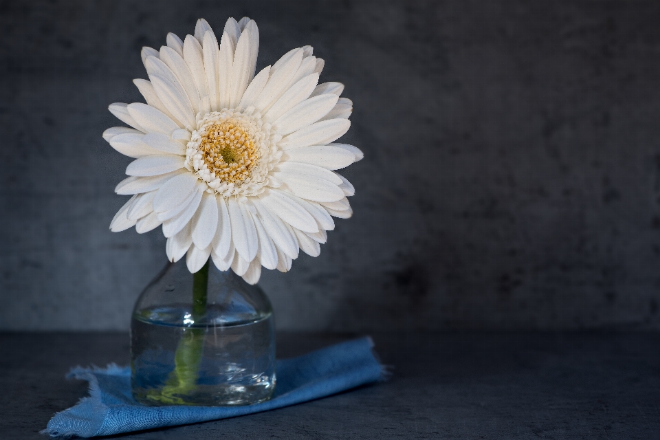 Florecer planta blanco flor