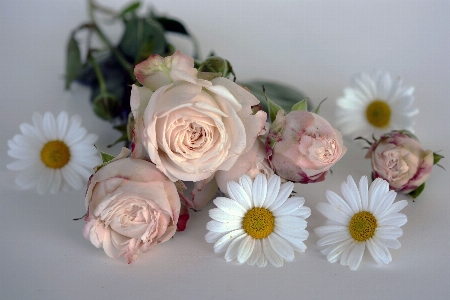 Blossom plant flower petal Photo