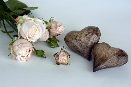 Blossom plant wood flower Photo