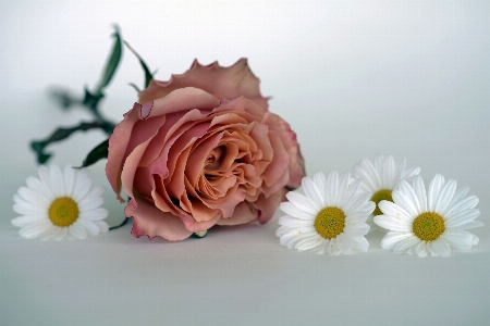 Blossom plant flower petal Photo