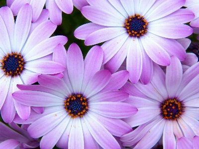 Blossom plant flower purple Photo