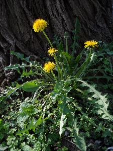 自然 花 ライト 植物 写真