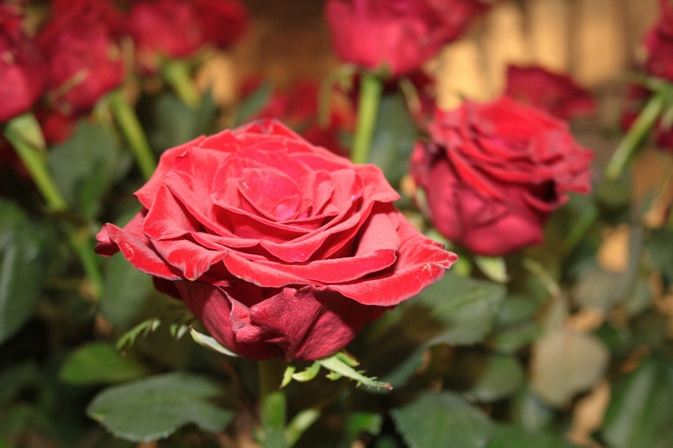 Pianta fiore petalo rosa