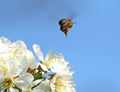 Natur zweig blüte anlage Foto