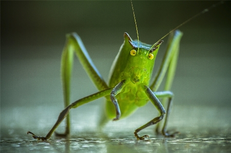 Nature photography animal dance Photo