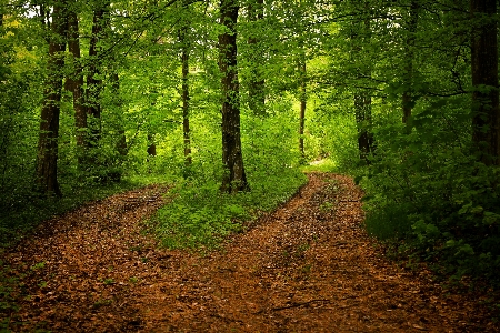 Landscape tree nature forest Photo