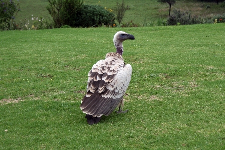 Bird wing wildlife zoo Photo