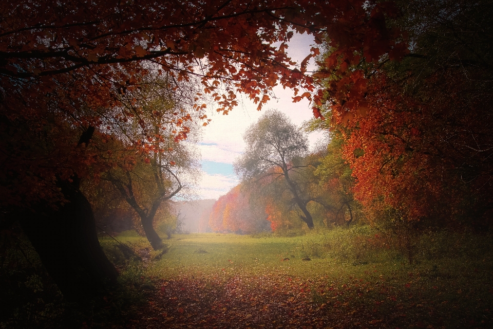 Landscape tree nature forest